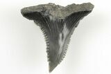 Snaggletooth Shark (Hemipristis) Tooth - Aurora, NC #203565-1